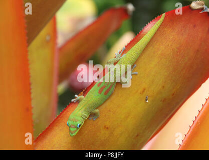Polvere d oro giorno Gecko su una pianta di agave. Sulla grande isola delle Hawai'i. Foto Stock