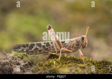 Desert locust femmina; Schistocerca gregaria