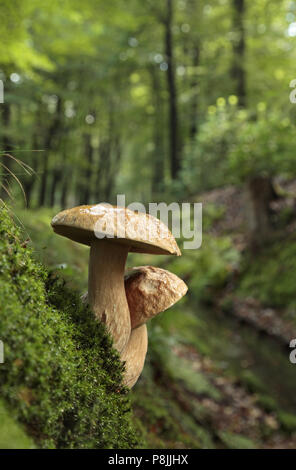 Funghi porcini nei boschi. Foto Stock