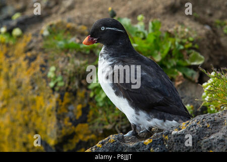 Parrocchetto Auklet sulla scogliera Foto Stock