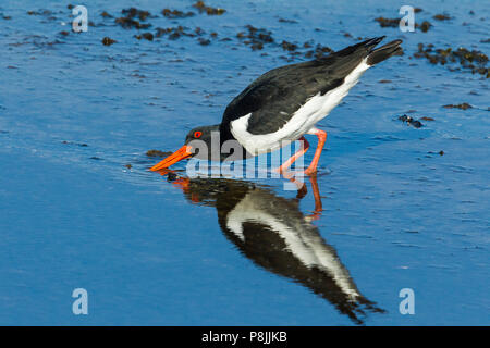 Alimentazione Oystercatcher eurasiatico in acqua poco profonda Foto Stock