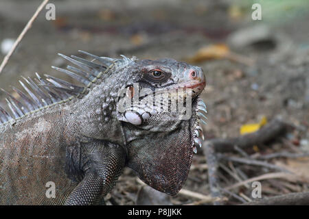 Iguana Giugno 10th, 2015 San Giovanni Isola, U.S. Isole Vergini Canon 70D, 400 5.6L Foto Stock