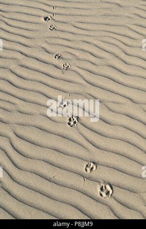 Stampe della zampa e sabbia increspature sulla duna duna di sabbia dalla sabbia drift Van Limburg Stirum nell'Amsterdamse Waterleidingduinen vicino De Zilk Foto Stock