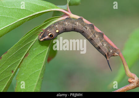 Caterpillar di argento-striped Hawkmoth Foto Stock