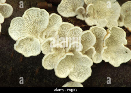 Crimpato Gill Funges; Plicaturopsis crispa Foto Stock