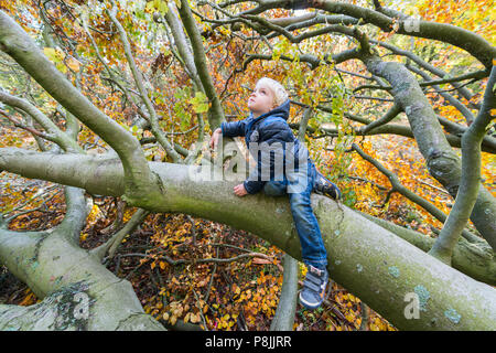Ragazzo salendo un caduto beechtree durante l'autunno Foto Stock