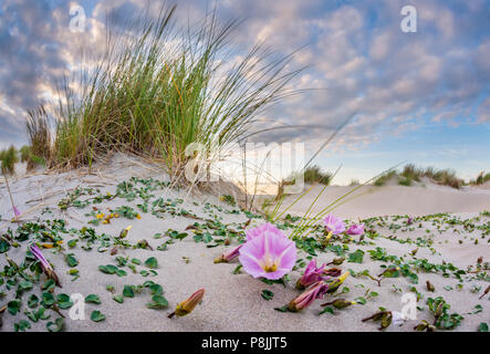 Fioritura Mare Centinodia piante in sanddunes mobile Foto Stock