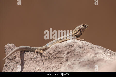 Pacifico Tarapaca Iguana (Microlophus tarapacensi) seduto su una roccia Foto Stock