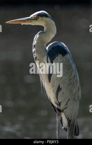 Airone cinerino (Ardea cinerea) Foto Stock