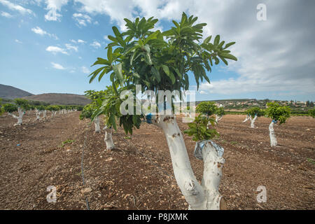 Innesto albero di mango Foto Stock