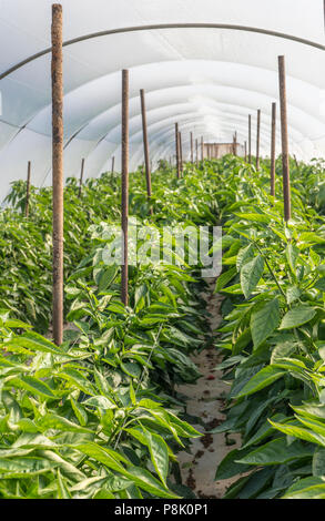 Peperone verde plantation in serra Foto Stock