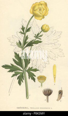 562 Trollius europaeus Foto Stock
