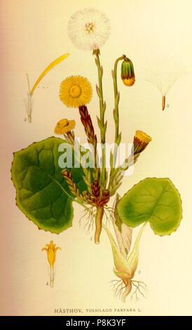 . 563 Tussilago farfara Foto Stock