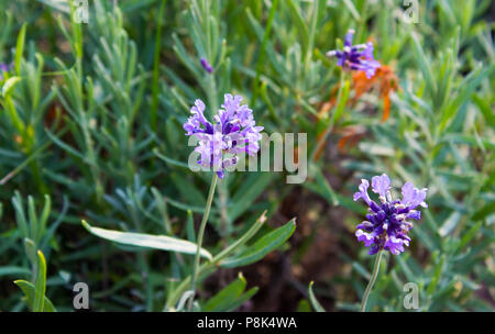 Blue Lavandula angustifolia con foglie in giardino Foto Stock