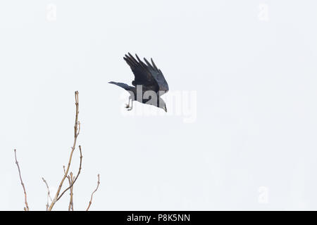 Natural carrion crow (Corvus corone) silhouette a partire dal ramo di albero Foto Stock