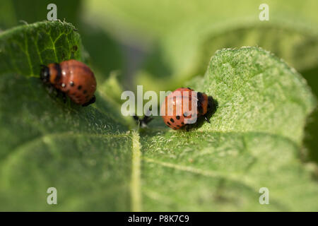 Il Colorado potato beetle larve mangia foglie di patata, Leptinotarsa decemlineata Foto Stock