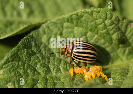 Le uova e il Colorado potato beetle mangia foglie di patata, Leptinotarsa decemlineata Foto Stock