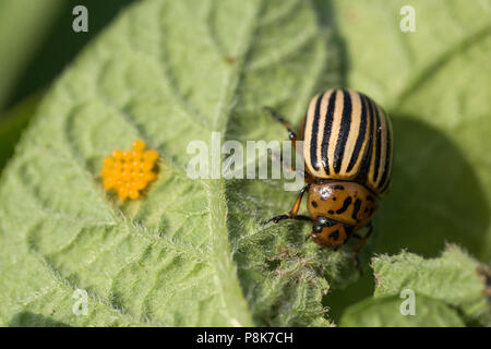 Le uova e il Colorado potato beetle mangia foglie di patata, Leptinotarsa decemlineata Foto Stock