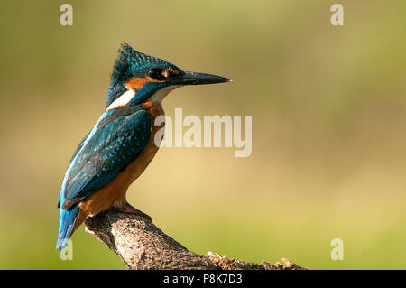 Kingfisher (Alcedo atthis) arroccato Foto Stock