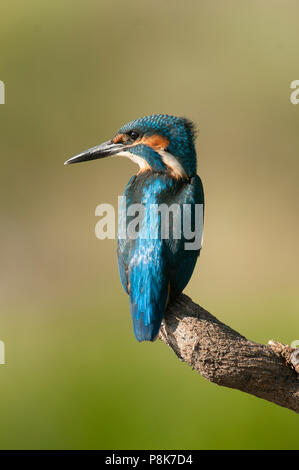 Kingfisher (Alcedo atthis) arroccato Foto Stock