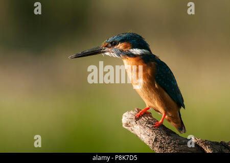 Kingfisher (Alcedo atthis) arroccato Foto Stock