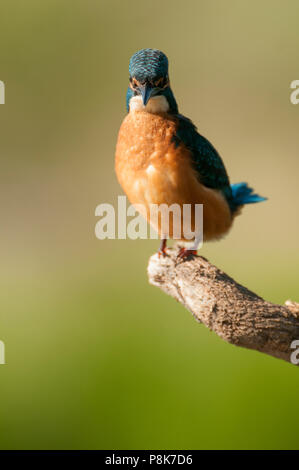 Kingfisher (Alcedo atthis) arroccato Foto Stock