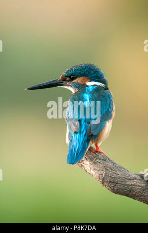 Kingfisher (Alcedo atthis) arroccato Foto Stock