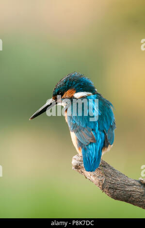 Kingfisher (Alcedo atthis) arroccato Foto Stock