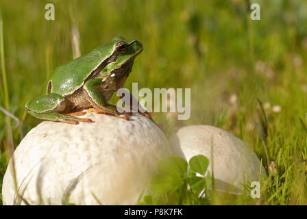 Piuttosto un anfibio verde raganella, Hyla arborea, seduti su erba, Spagna Foto Stock