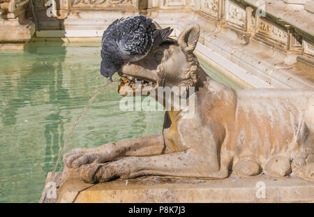 Pigeon bere sulla Gaia fontana a Piazza del Campo, Siena Foto Stock