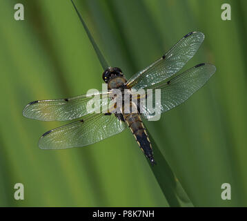 Quattro-spotted chaser dragonfly, Libellula quadrimaculata, in appoggio sulla lamina su un laghetto, lancashire, Regno Unito Foto Stock