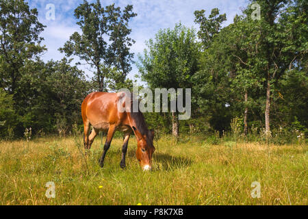 Mulo nel bellissimo pascolo di spagnolo Foto Stock