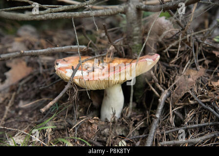 Un grande fungo chiamato russet cresce nella foresta e ci sono molti piccoli rami su di esso Foto Stock