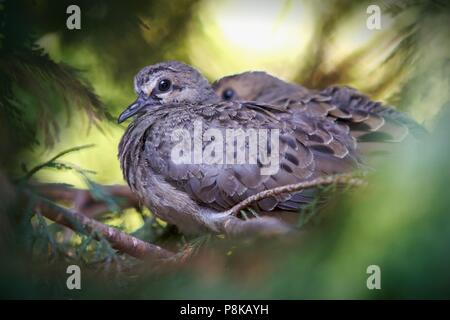 Due neonata baby colombe attendere pazientemente per la loro prima lezione di volo dalla loro cipresso pesce persico in una foresta impostazione. Foto Stock