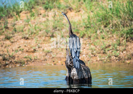Darter - Snake Bird - Caccia Foto Stock