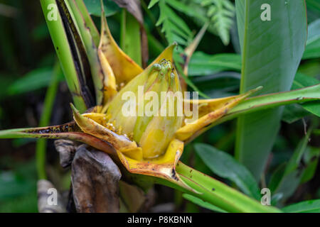 Vista laterale del Golden Lotus o Dwarf Banana noto anche come Musella lasiocarpa da sud-ovest della provincia di Yunnan in Cina Foto Stock