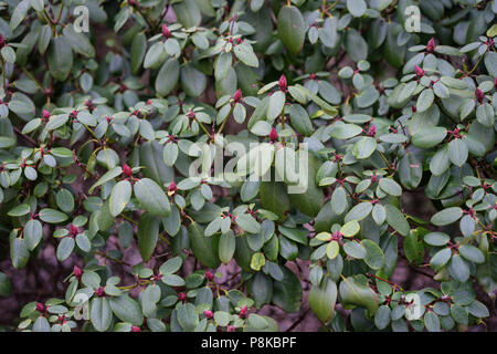 Close up di rhododendron williamsianum impianto, szechuan Foto Stock