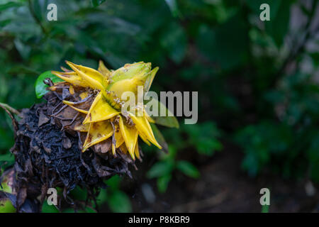 Vista laterale del Golden Lotus o Dwarf Banana noto anche come Musella lasiocarpa da sud-ovest della provincia di Yunnan in Cina Foto Stock