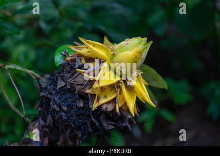 Vista laterale del Golden Lotus o Dwarf Banana noto anche come Musella lasiocarpa da sud-ovest della provincia di Yunnan in Cina Foto Stock