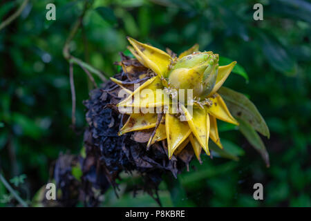 Vista laterale del Golden Lotus o Dwarf Banana noto anche come Musella lasiocarpa da sud-ovest della provincia di Yunnan in Cina Foto Stock