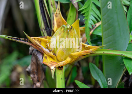 Vista laterale del Golden Lotus o Dwarf Banana noto anche come Musella lasiocarpa da sud-ovest della provincia di Yunnan in Cina Foto Stock