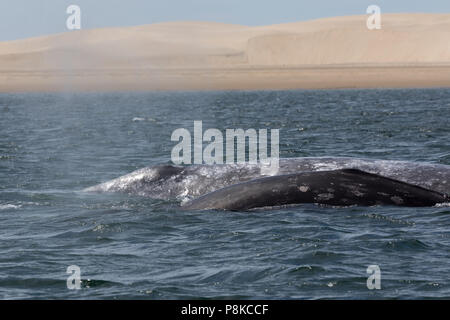 Le balene grigie in Bahia Magdalena, Messico Foto Stock