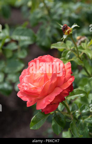 Close-up rosa scuro rosa pallido con strisce gialle su petali, circondato da foglie di rose Foto Stock