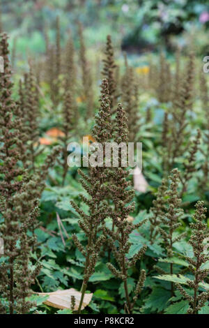 Germoglio di fiore in giardino di astilbe chinensis saxifagaceae dalla Cina in giardino Foto Stock