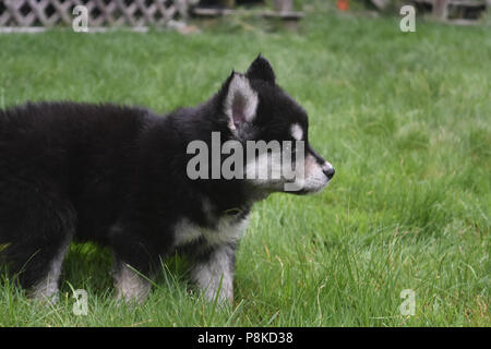 Vista laterale di un giovane adorabile cucciolo di husky Foto Stock