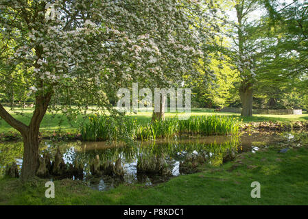 Fiorisce in Bushy Park Foto Stock