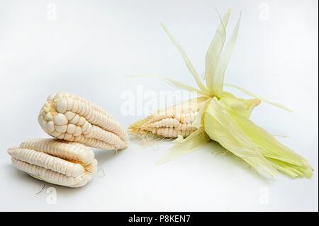 Choclo, gigante di mais bianco. Su sfondo bianco Foto Stock