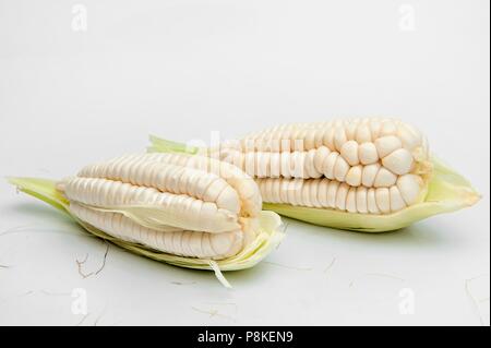 Choclo, gigante di mais bianco. Su sfondo bianco Foto Stock