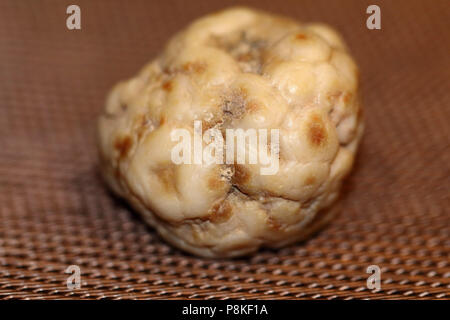 Bubblegum Agata, auto-raccolti dal Buffalo Gap National praterie del Dakota del Sud, Stati Uniti. Foto Stock