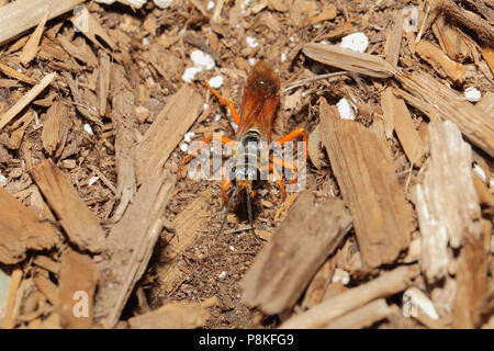 Grande Golden Digger Wasp - Sphex ichneumoneus Settembre 6th, 2015 Brandon, SD Foto Stock